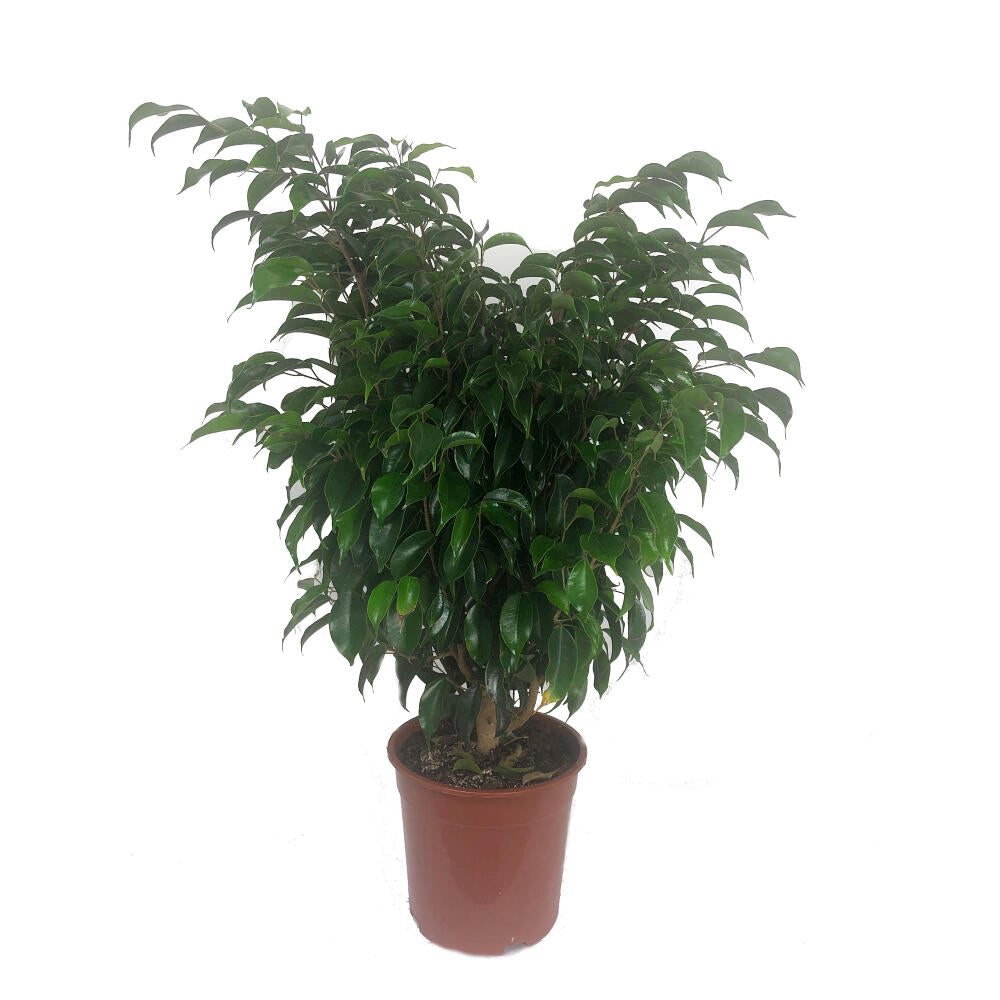 Ficus Benjamina Danielle M19 50cm_0
