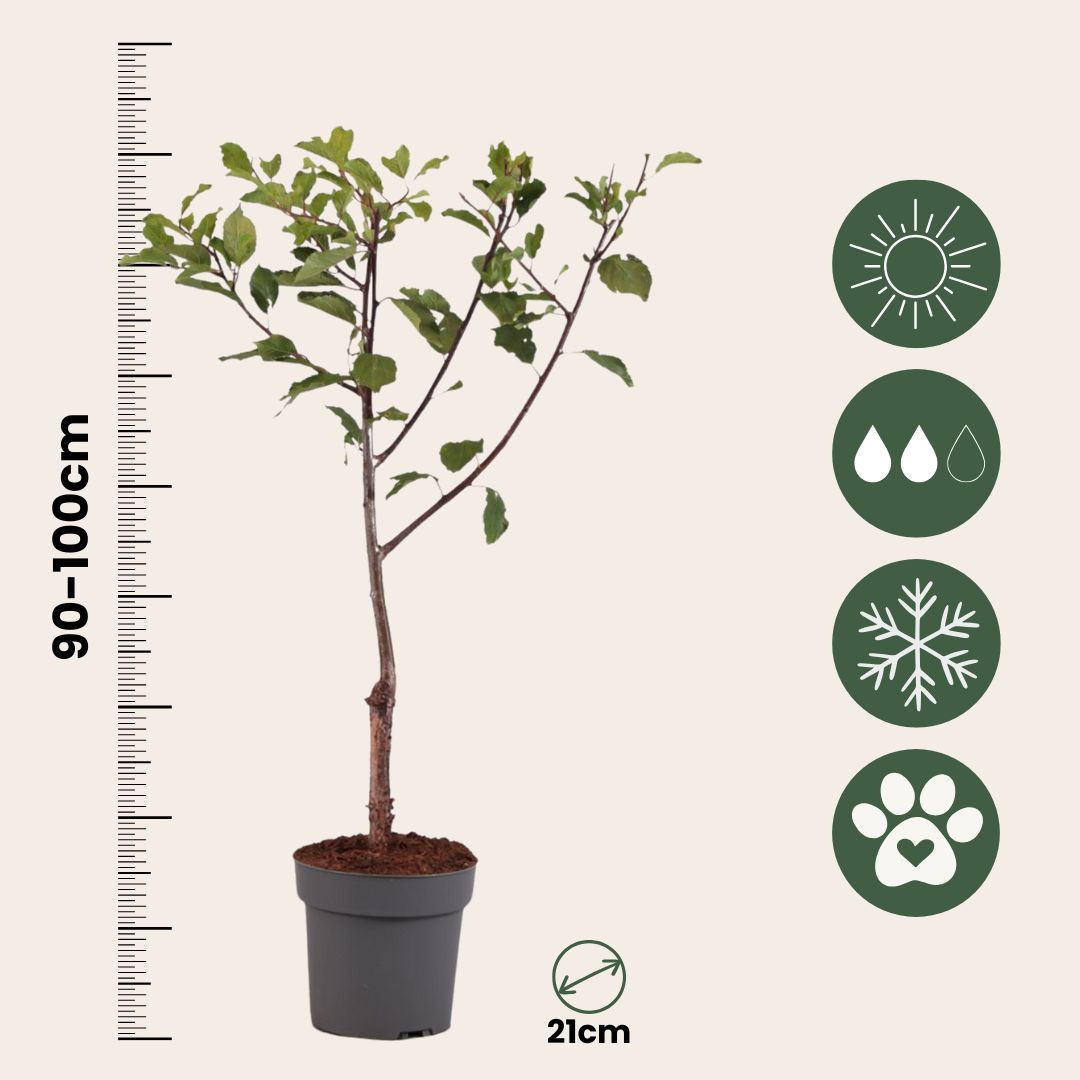 Ciruelo Enano - Prunus Domestica 'opal' - Altura 90-100cm - ⌀21cm_2
