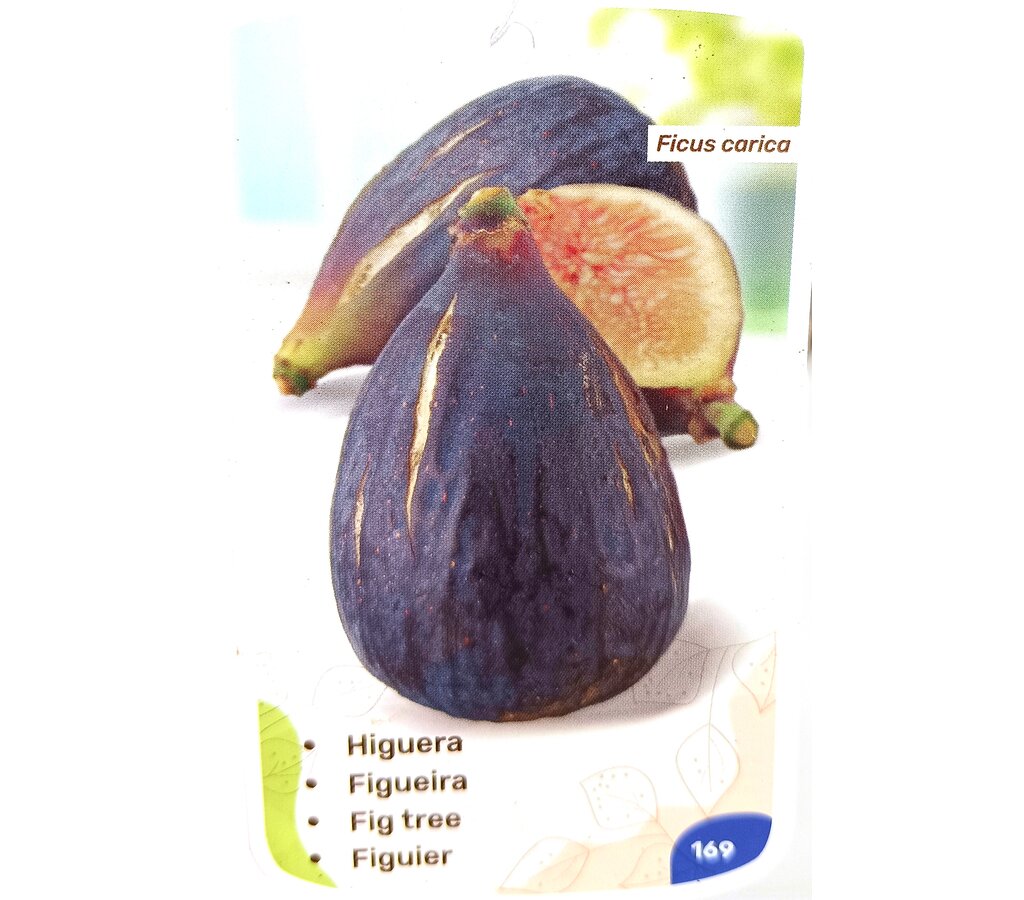 Higuera Brevera Negra M25 150cm_1