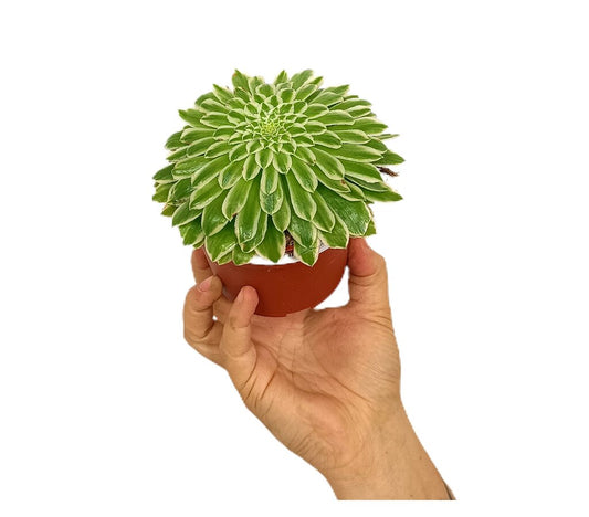 Aeonium Tabuliforme Variegata M11_0