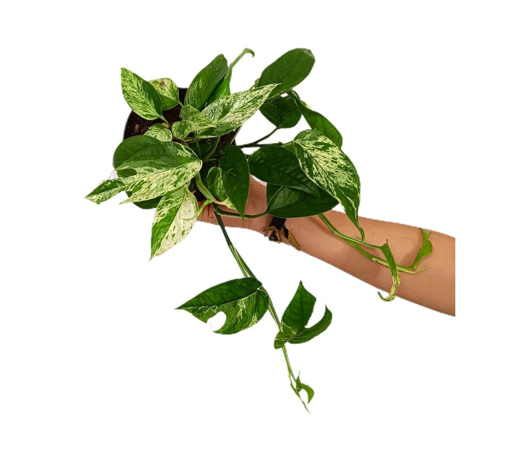 Epipremnum Pinnatum Variegata M12_0