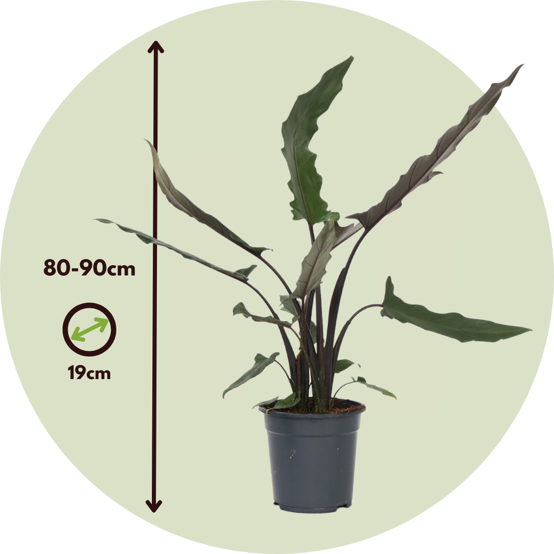 Oreja De Elefante - Alocasia Lauterbachiana - Altura 80-90cm - ⌀19cm_2