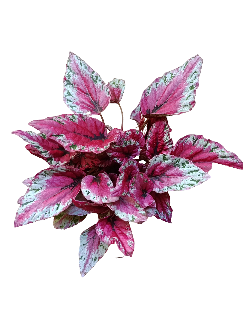 Begonia Maui Sunset Planta De Interior Hojas De Colores_0