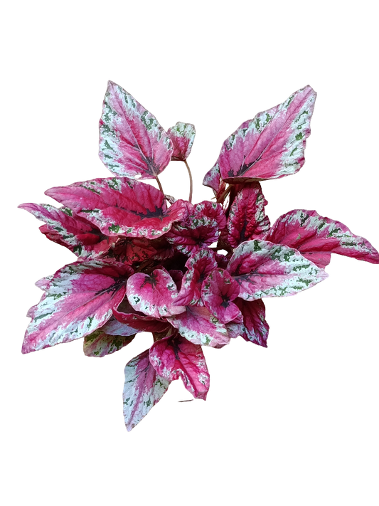 Begonia Maui Sunset Planta De Interior Hojas De Colores_0
