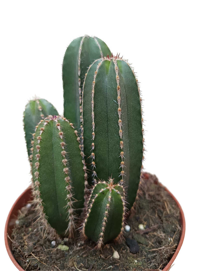 Marginatocereus Marginatus Cactus Columnar Ø13_0