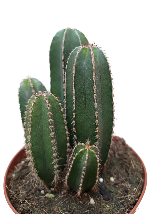 Marginatocereus Marginatus Cactus Columnar Ø13_0