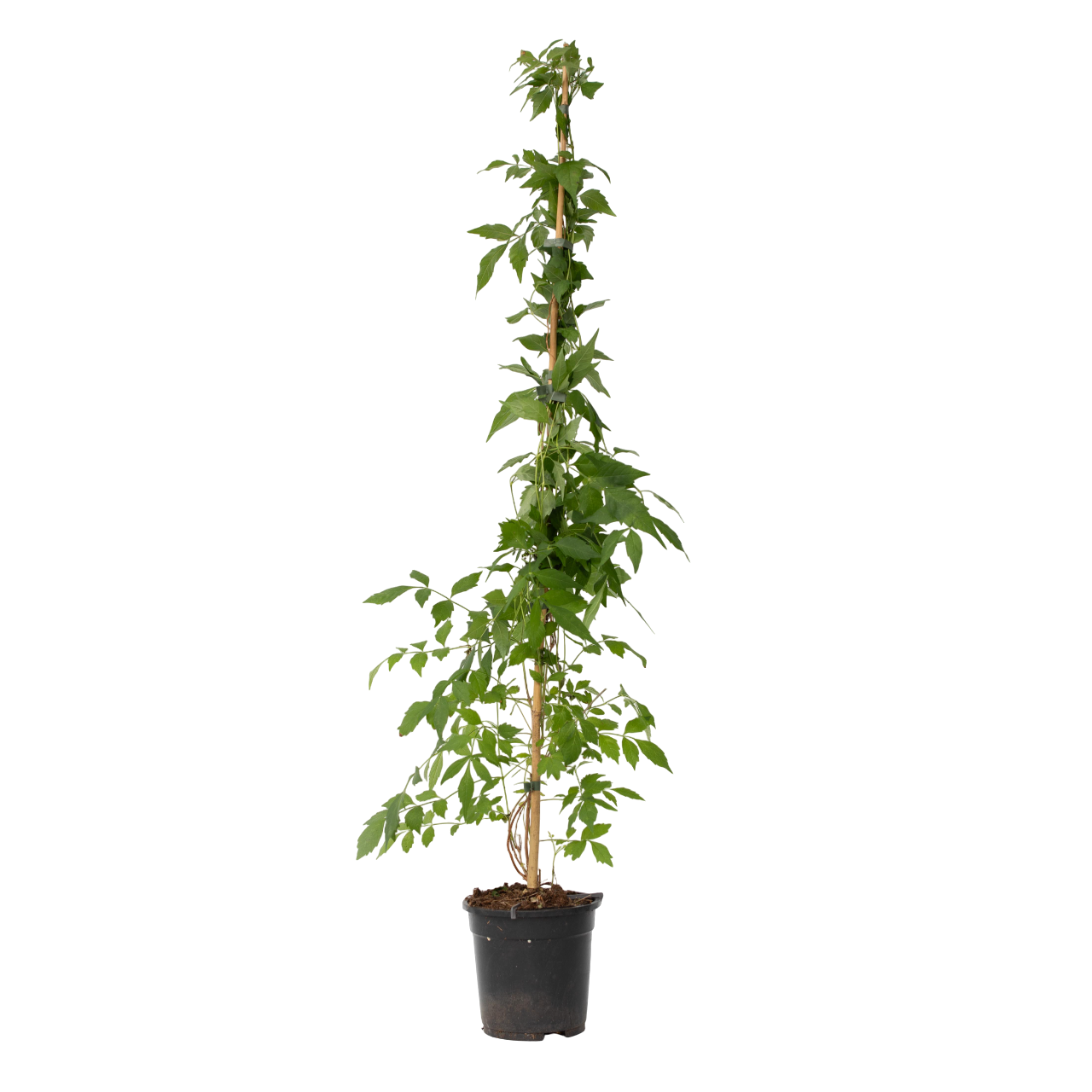 Trompeta Dorada - Campis Radicans 'flava' - Altura 110-120cm - ⌀17cm_0