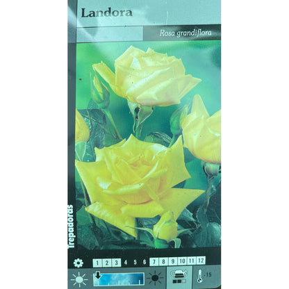 Rosal Trepador Landora M20 180cm (amarillo)_0