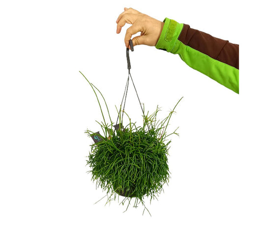 Rhipsalis Cassutha M17_0