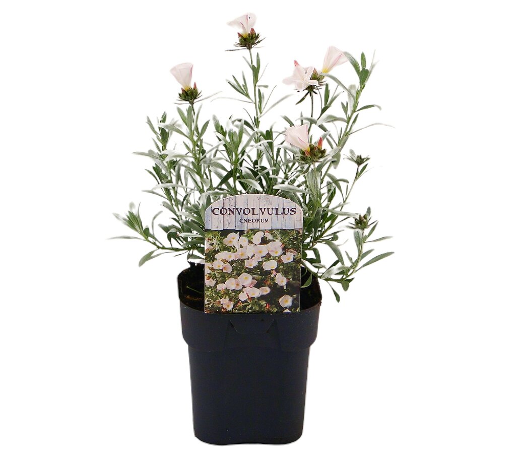 Convolvulus Cneorum M17 25cm_0