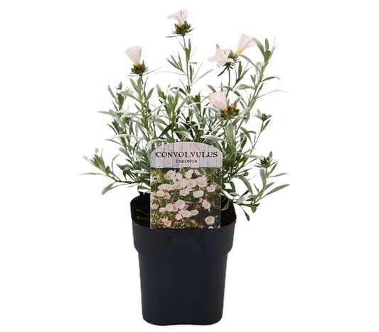 Convolvulus Cneorum M17 25cm_0