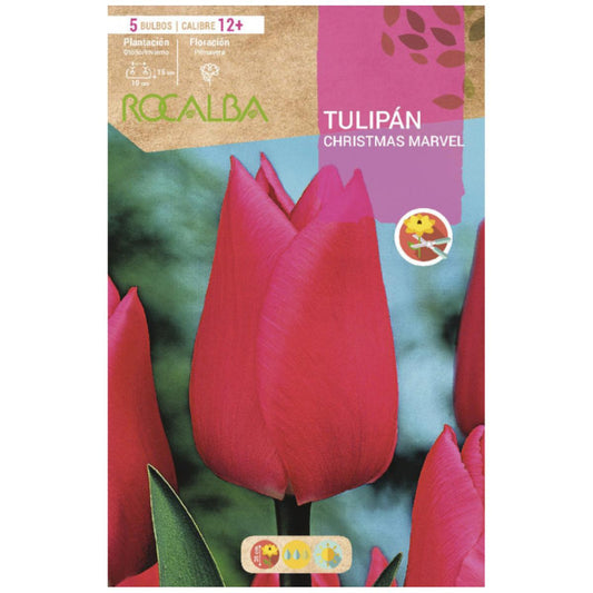 Bulbo Tulipa Marvel Rosa Natal 5 unidades Rocalba