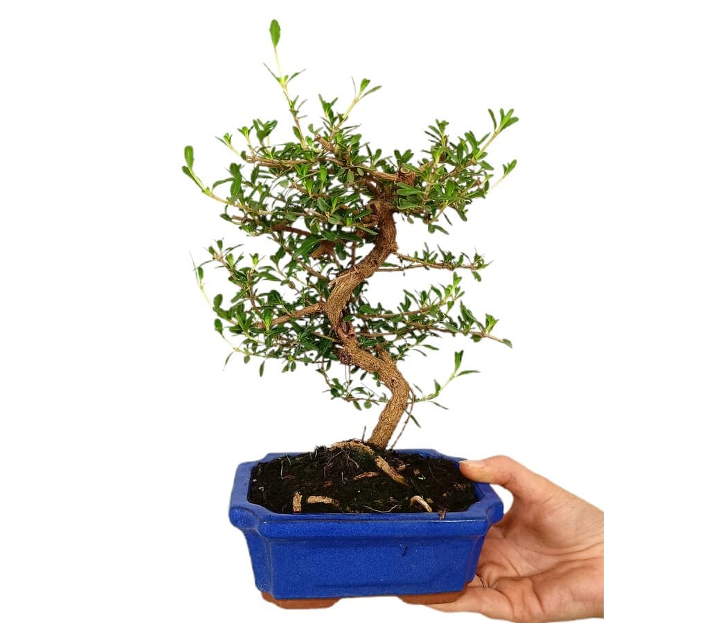 Bonsái Coprosma 7 Años (143331)_0