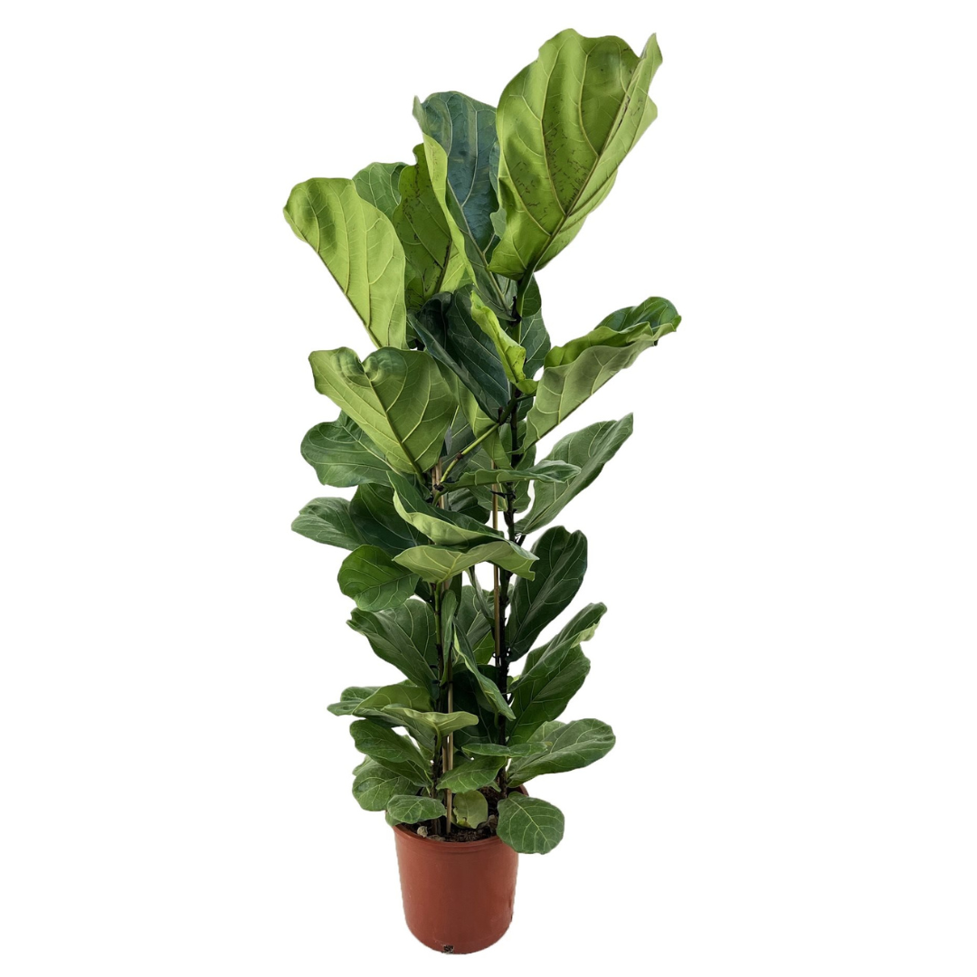 Higuera Hoja De Violín - Ficus Lyrata - Altura 80-100cm - ⌀24cm_0