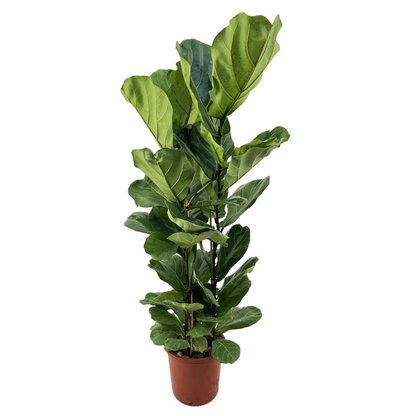 Higuera Hoja De Violín - Ficus Lyrata - Altura 80-100cm - ⌀24cm_0