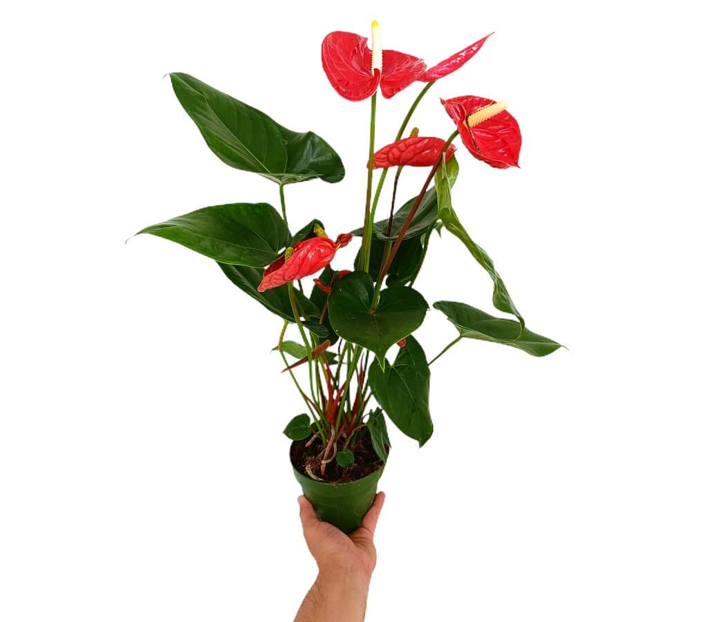 Anthurium Andreanum Madural M14 50cm_0