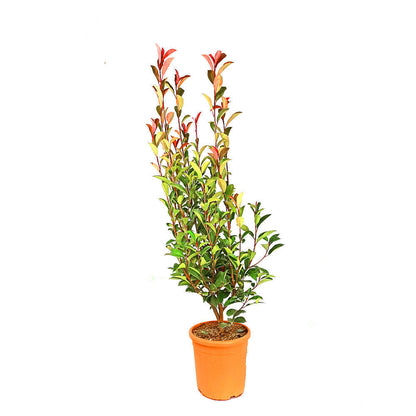 Photinea Red Robin 80/100 M30_0