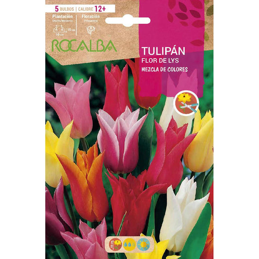 Fleur De Lys Tulip bulbo mix 5 unidades Rocalba