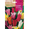 Fleur De Lys Tulip bulbo mix 5 unidades Rocalba
