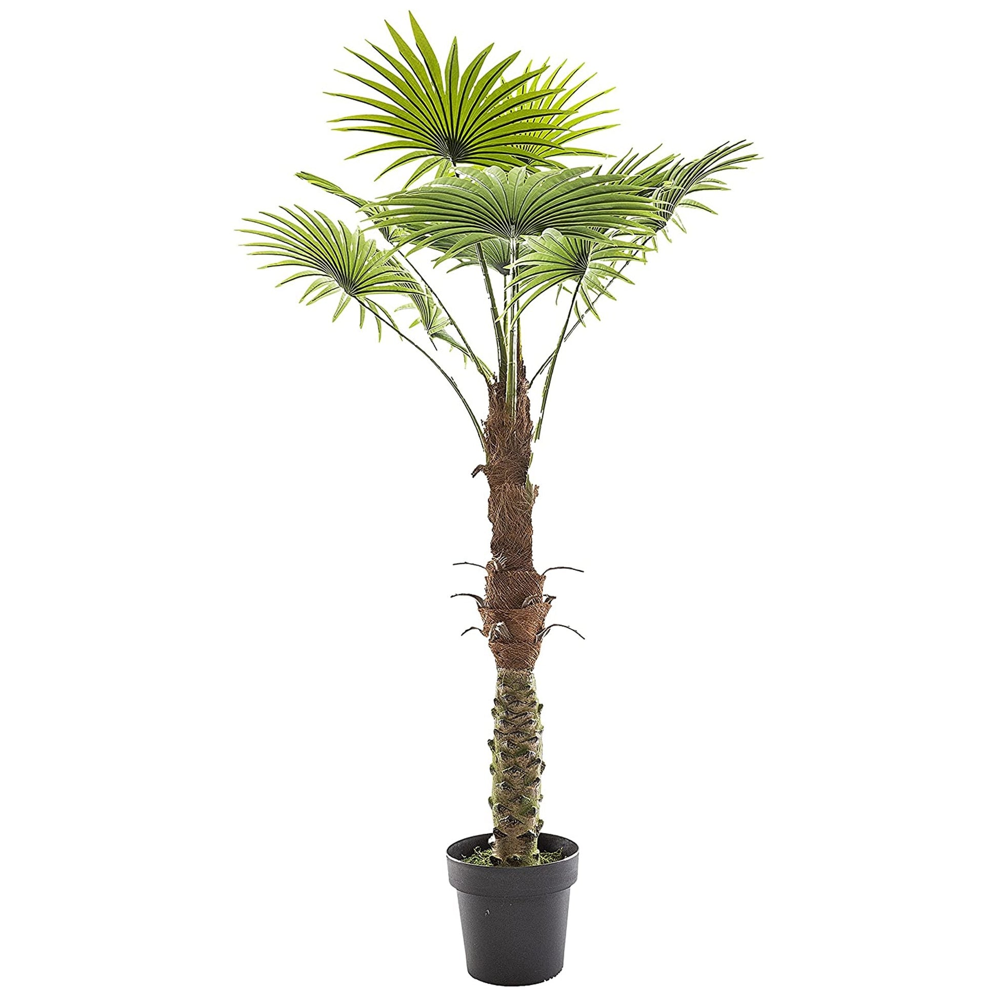 Planta Decorativa Tronco De Palmera