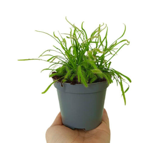 Drosera Capensis Alba M9_0