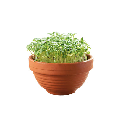 Vaso de Brotos Eurogarden