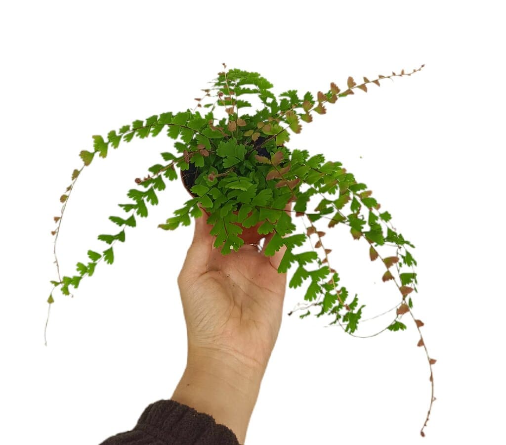 Adiantum Caudatum M9_0