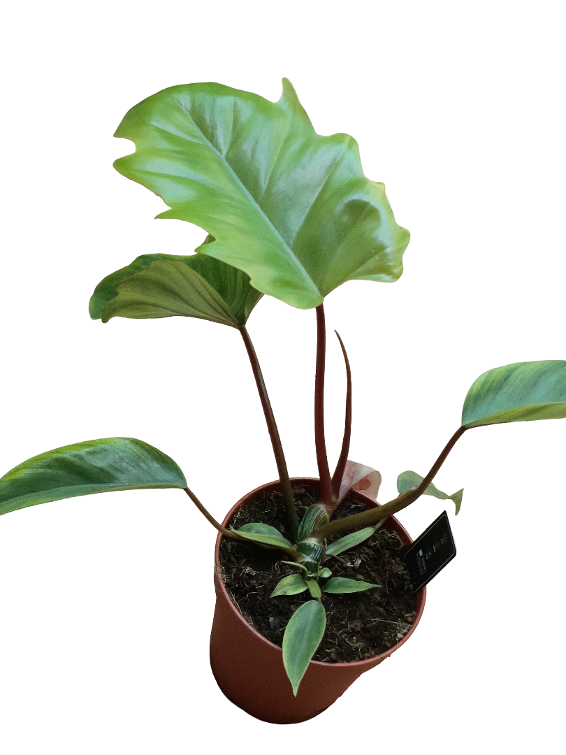 Philodendro Mayoi Plantas De Interior Altura 40 Cms Ø 15 Cm_0