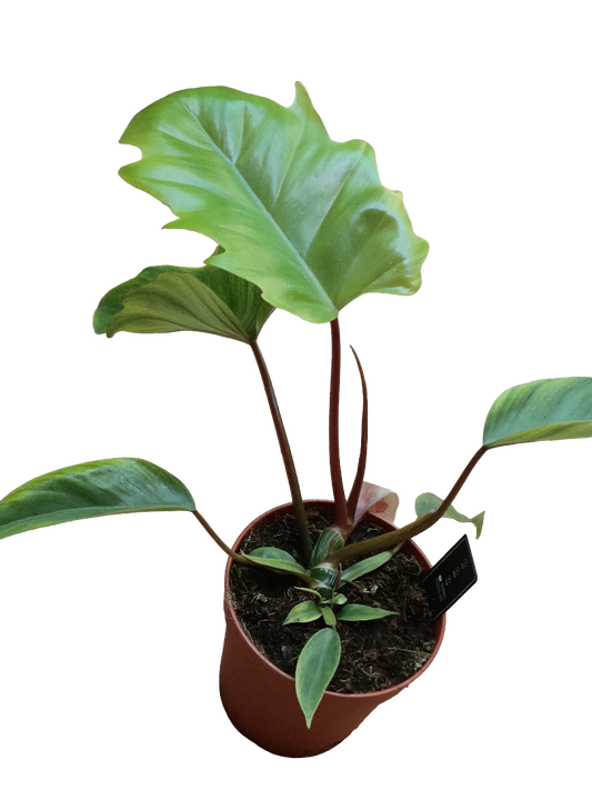 Philodendro Mayoi Plantas De Interior Altura 40 Cms Ø 15 Cm_0