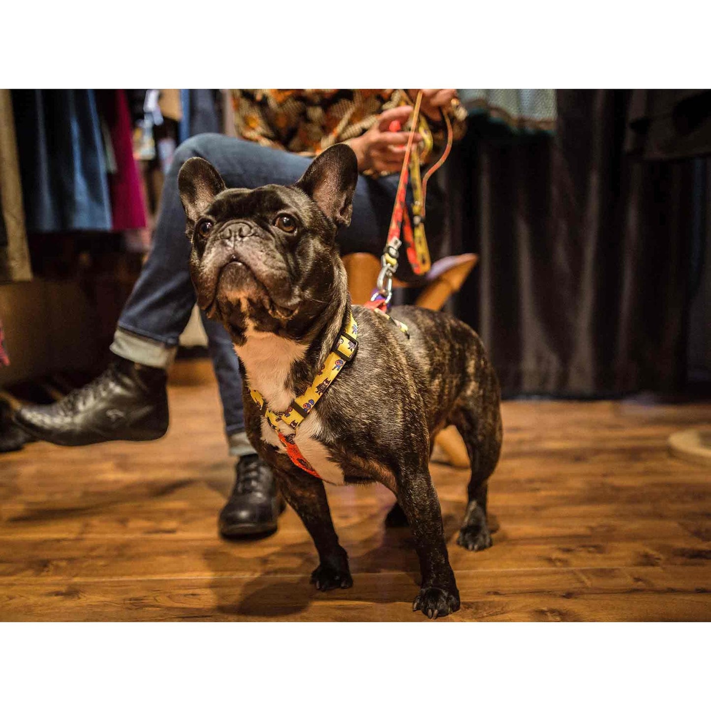 SUPERDOG Dukier Classic Peitoral para Cães