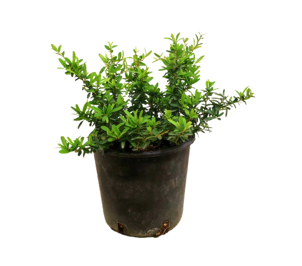 Pyracantha Navajo M18 30cm_0