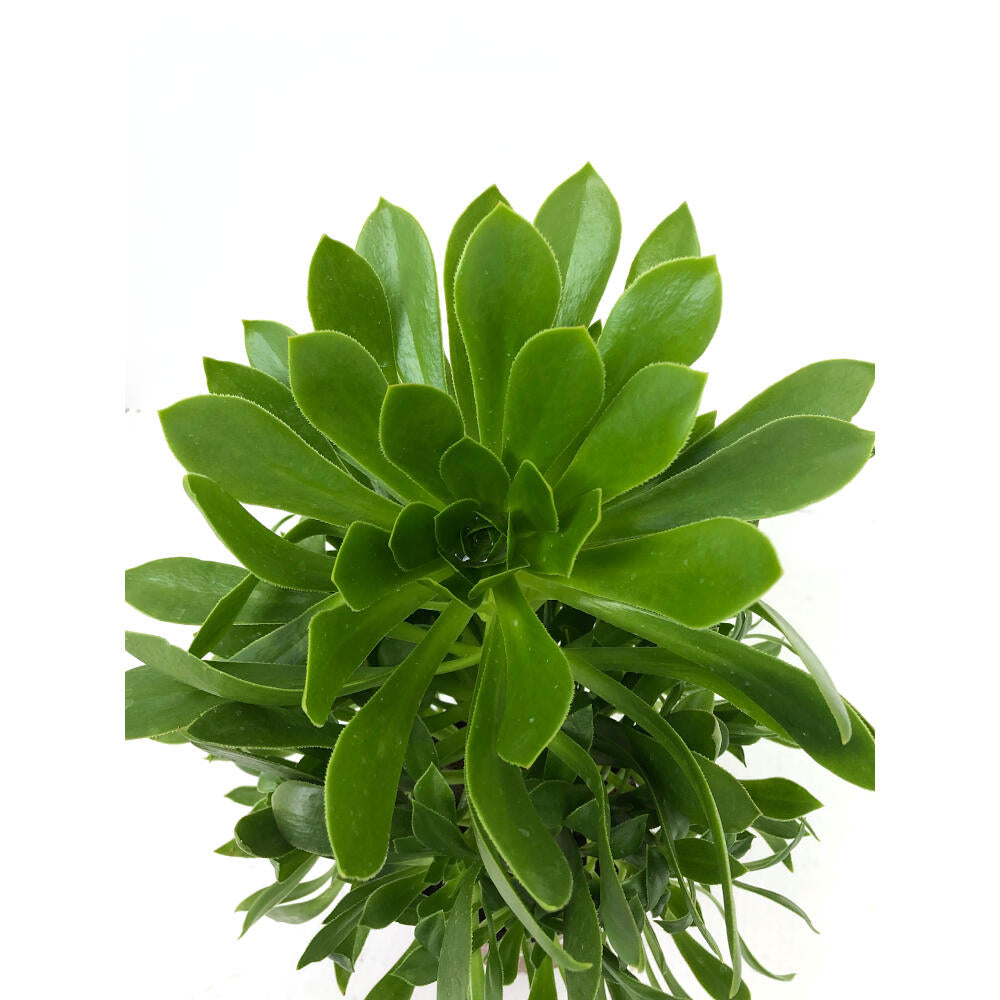 Aeonium M13_1