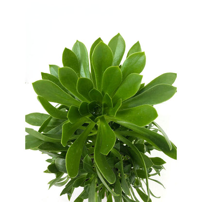 Aeonium M13_1