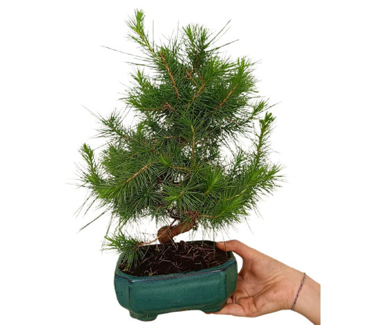 Bonsái Pinus Halepensis 7 Años Calibre -1 (pino Carrasco)_0