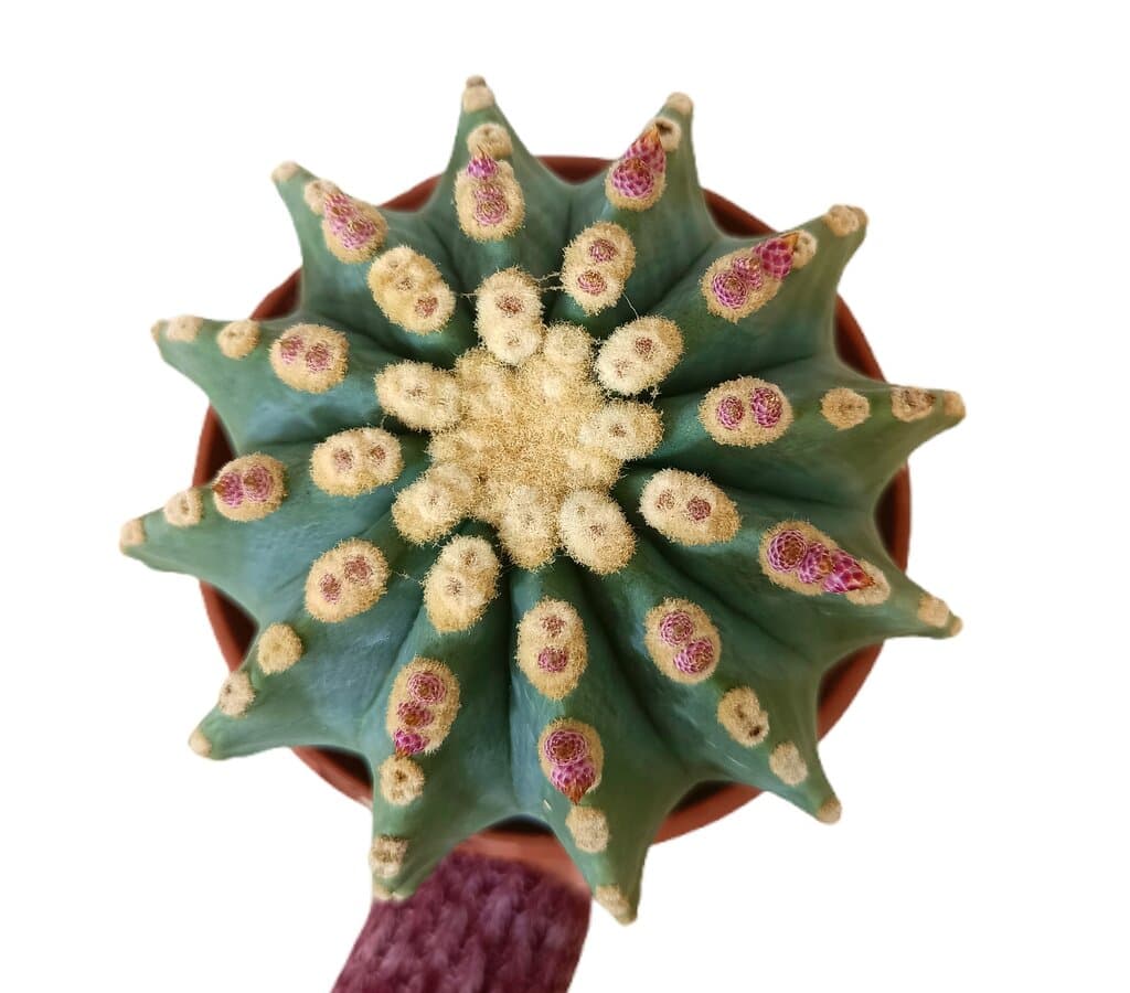 Ferocactus Glaucensens M17_1