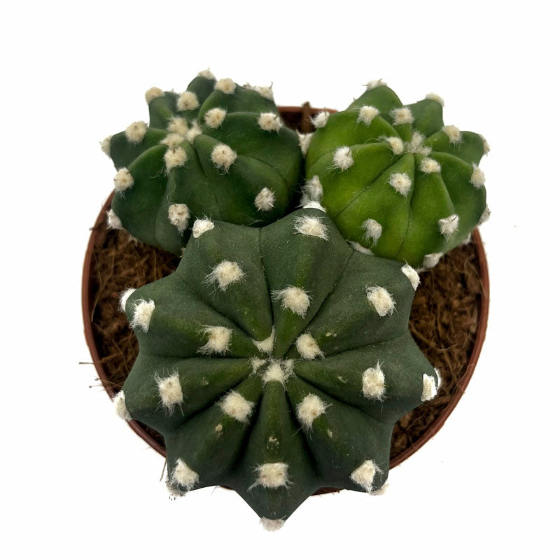 Echinopsis Subdenudata Cactus Y Suculentas_1