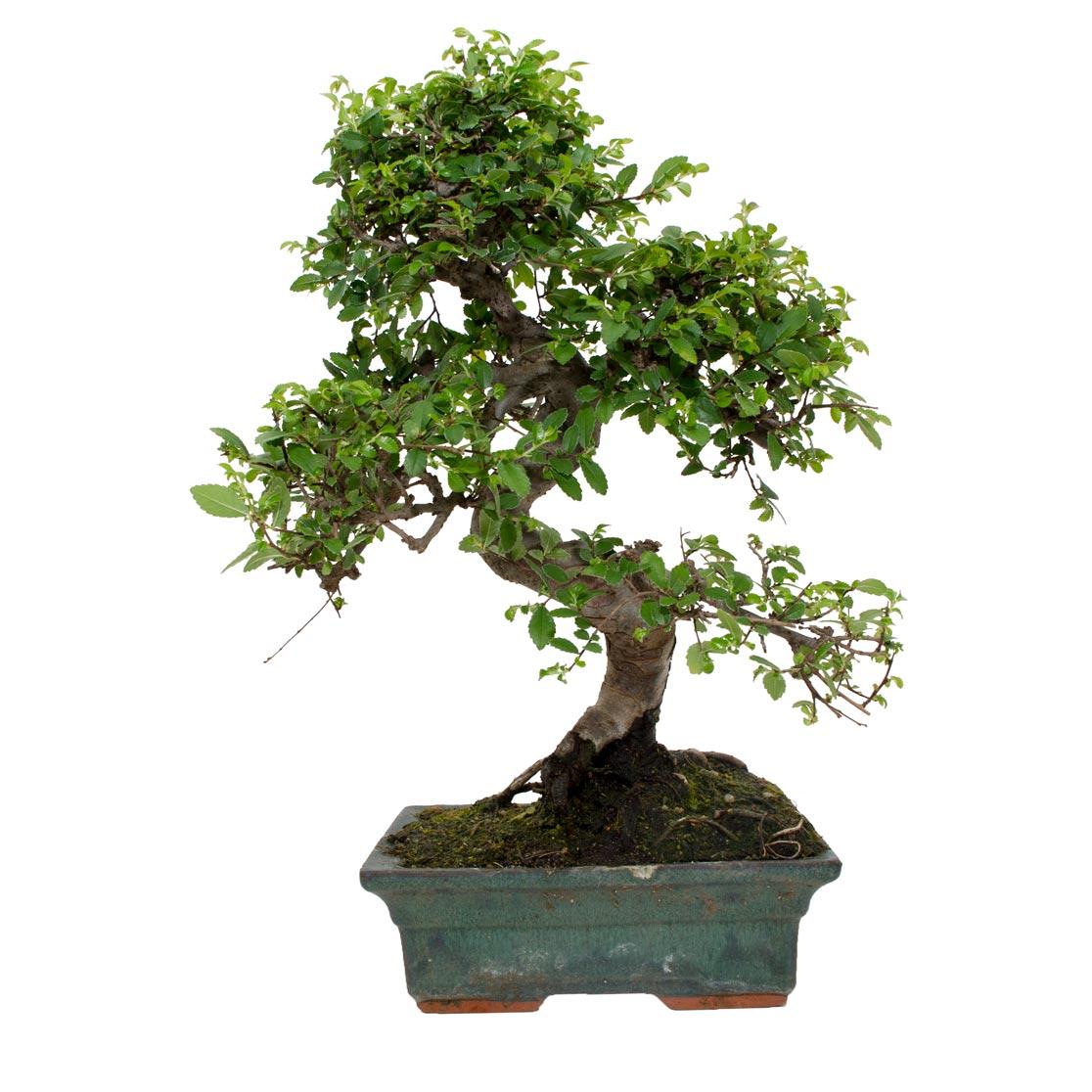 Bonsai Zelkova parvifolia 8 anos - Olmo Chinês