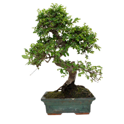 Bonsai Zelkova parvifolia 8 anos - Olmo Chinês