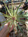 Tillandsia Fasciculata (planta Grande) 20 Cm
