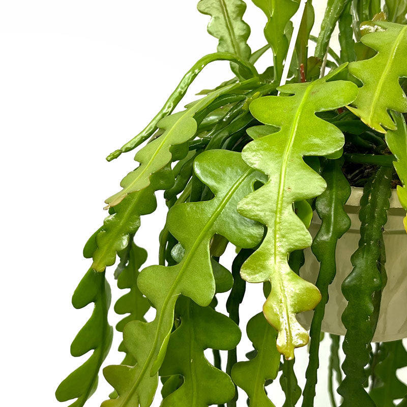 Epiphyllum Anguliger Cactus Y Suculentas M15 cm Ø con colgador_3