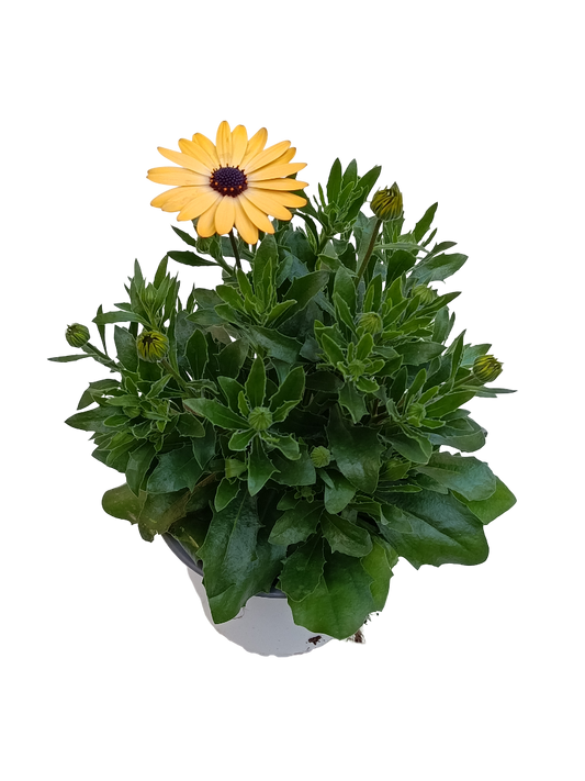 Dimorphoteca Flor Amarilla Planta De Flor Ø14_0