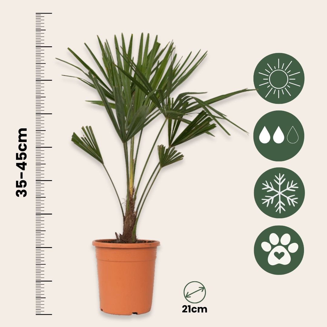 Palma De China - Trachycarpus Fortunei - Altura 65-75cm - ⌀21cm_2