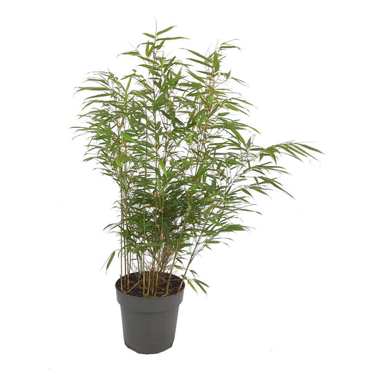 Bambu Fargesia M23 65cm_0