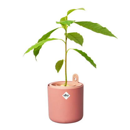 Incrível Abacate Elho Terra Abacate Germinante Pote