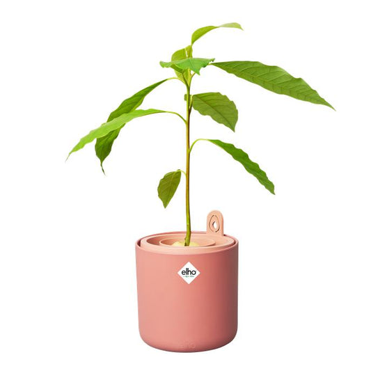 Incrível Abacate Elho Terra Abacate Germinante Pote