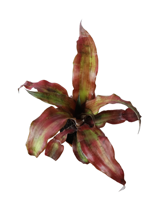 Cryptranthus Rojo Planta Bromelia Ø8_0