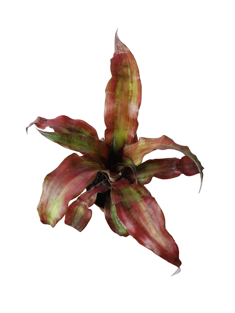 Cryptranthus Rojo Planta Bromelia Ø8_0