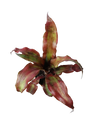 Cryptranthus Red Bromeliad Ø8