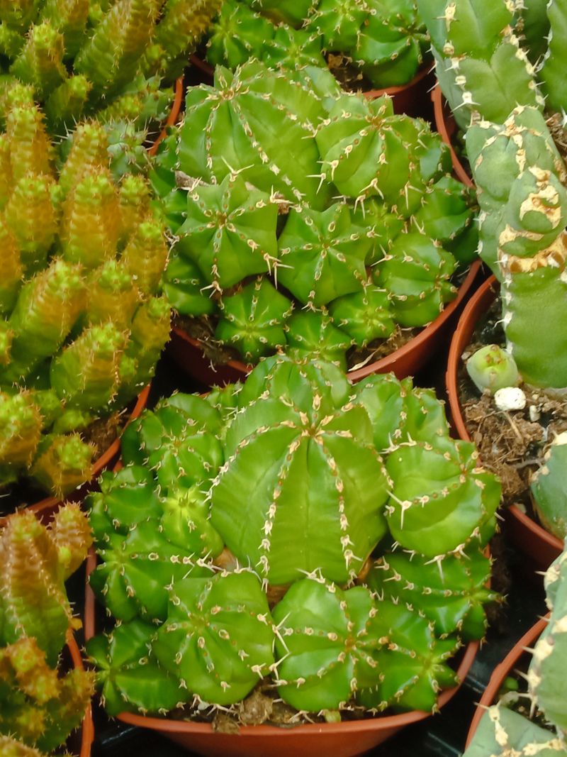 Euphorbia Frankii Planta Suculenta Ø8_0