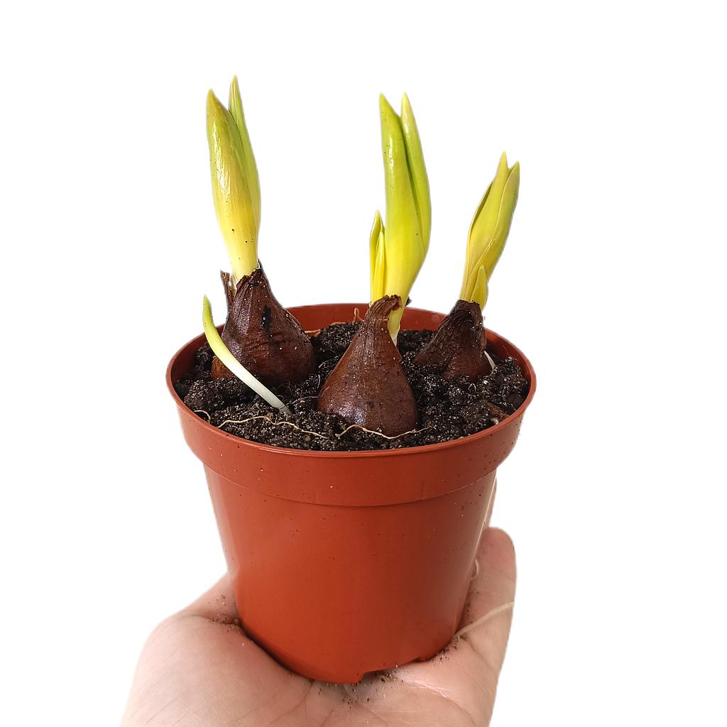 Tulipan Variado M9_0